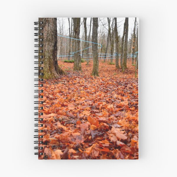 Item preview, A maple grove in the fall designed and sold by Claude Laprise.