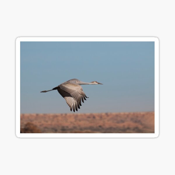 Item preview, Juvenile Crane and clear skies designed and sold by Ruth Jolly.