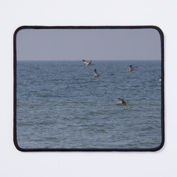 Item preview, Gulls designed and sold by Calidris Fotografie Steffi & Ben Köppler.