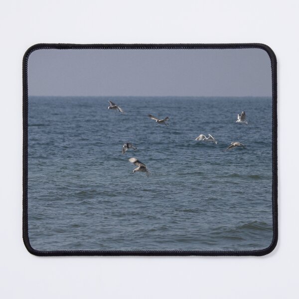 Item preview, Gulls designed and sold by Calidris Fotografie Steffi & Ben Köppler.