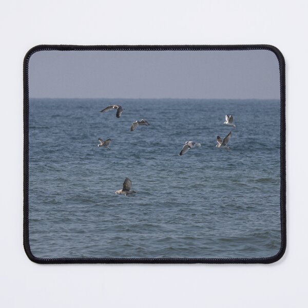 Item preview, Gulls designed and sold by Calidris Fotografie Steffi & Ben Köppler.