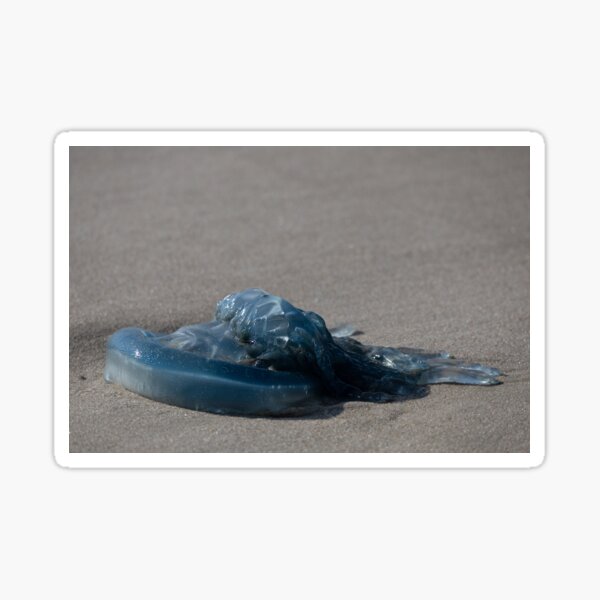 Item preview, Jellyfish designed and sold by Calidris Fotografie Steffi & Ben Köppler.