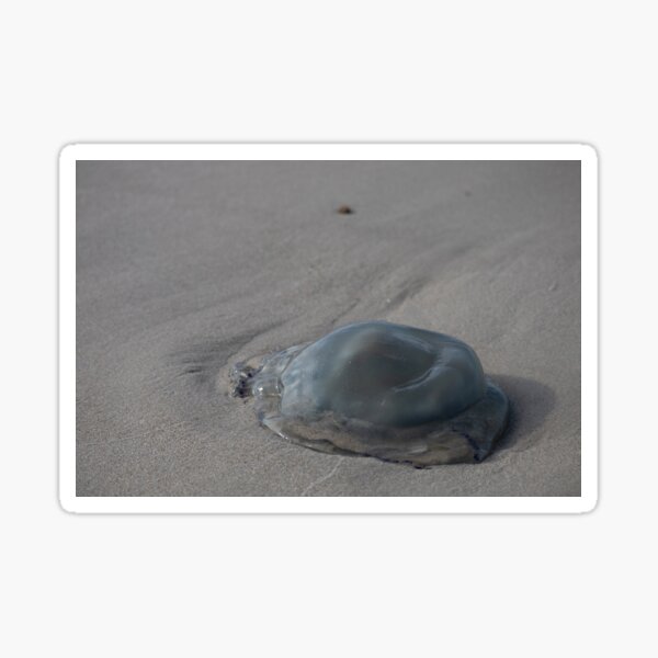 Item preview, Jellyfish designed and sold by Calidris Fotografie Steffi & Ben Köppler.