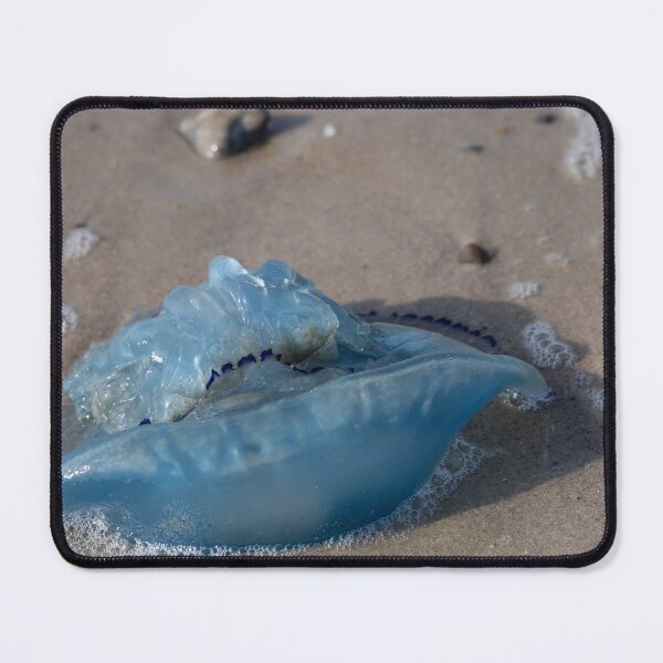 Item preview, Jellyfish designed and sold by Calidris Fotografie Steffi & Ben Köppler.