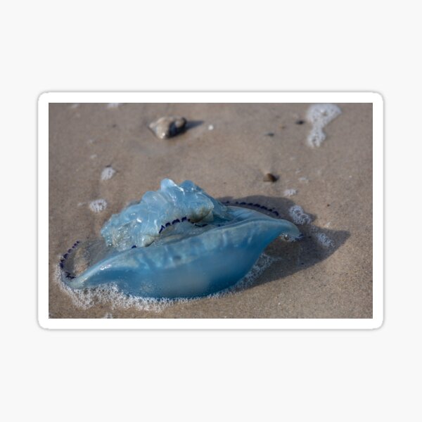 Item preview, Jellyfish designed and sold by Calidris Fotografie Steffi & Ben Köppler.