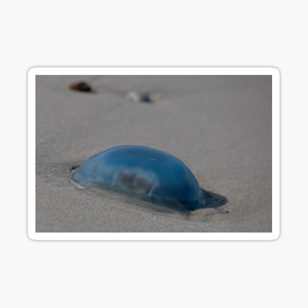 Item preview, Jellyfish designed and sold by Calidris Fotografie Steffi & Ben Köppler.