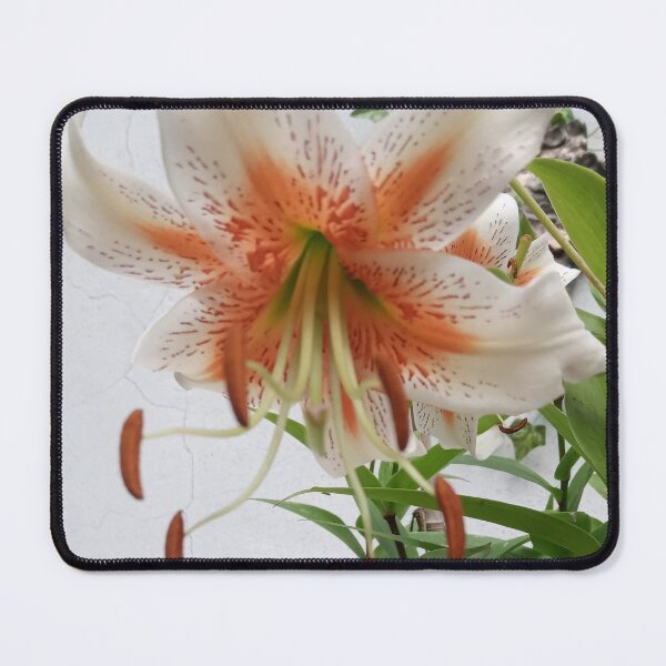 Item preview, Apricot and cream spotted lily designed and sold by FerretSteph.