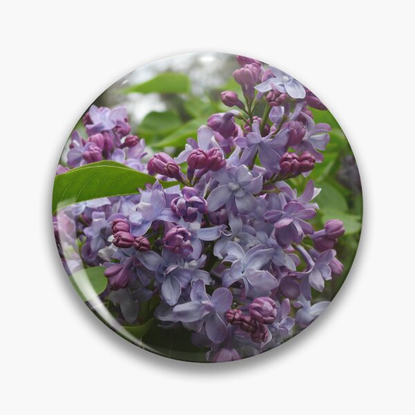 Item preview, Syringa Vulgaris or Common Lilac designed and sold by Claire L Page Photography.