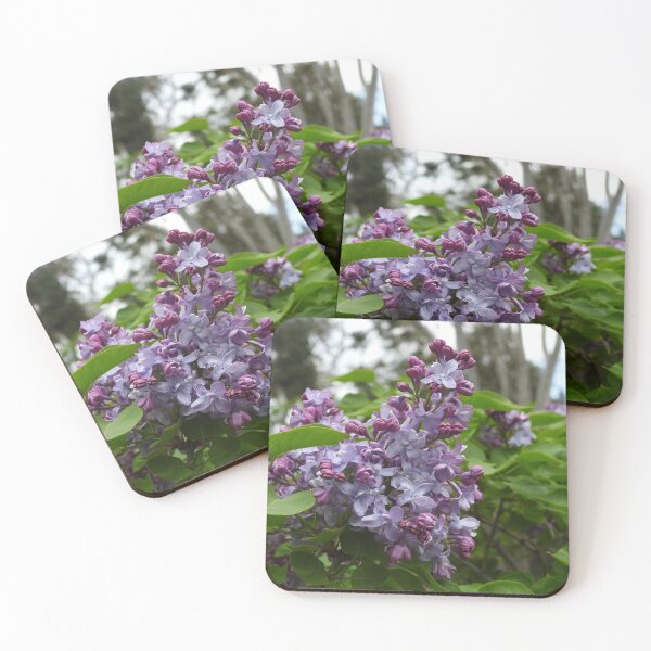 Item preview, Syringa Vulgaris or Common Lilac designed and sold by Claire L Page Photography.