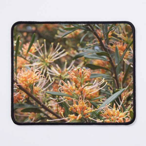 Item preview, Grevillea olivacea 'Apricot Glow' flowers designed and sold by Claire L Page Photography.