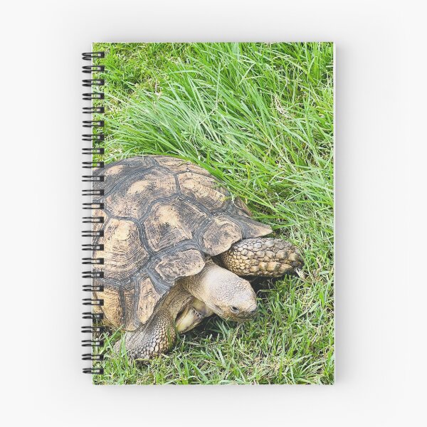 Item preview, Tortoise designed and sold by KibrDesigns.