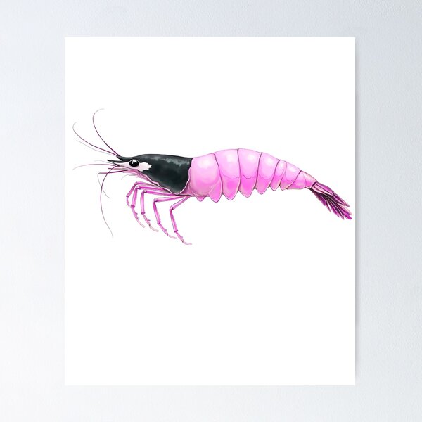 Item preview, Cherry shrimp (pink) designed and sold by Brizvid.