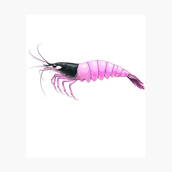 Item preview, Cherry shrimp (pink) designed and sold by Brizvid.