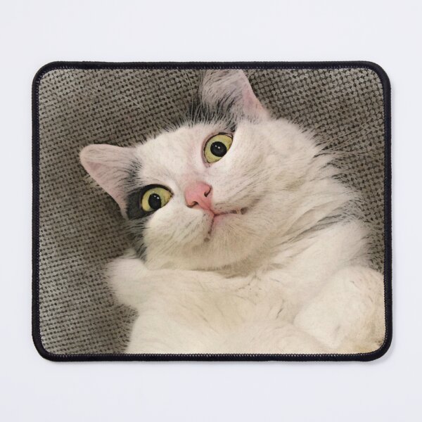 Item preview, Cats: Spooked designed and sold by Stills by Greet Meulepas.