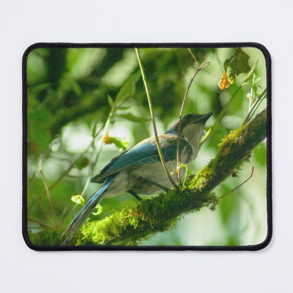 Item preview, #187 - Scrub Jay designed and sold by lewiswhatsisnme.