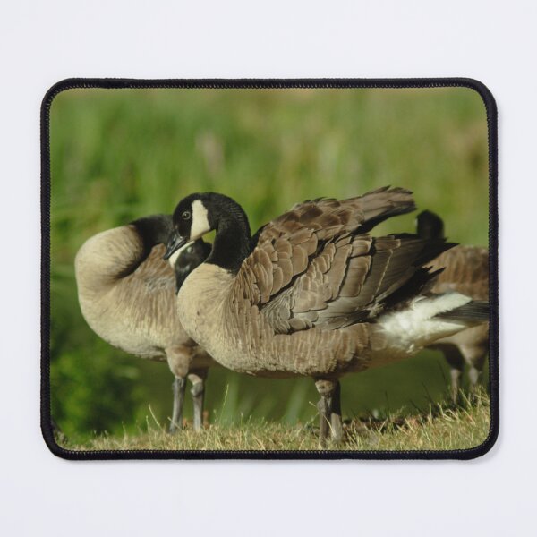 Item preview, #094 - Preening Geese designed and sold by lewiswhatsisnme.
