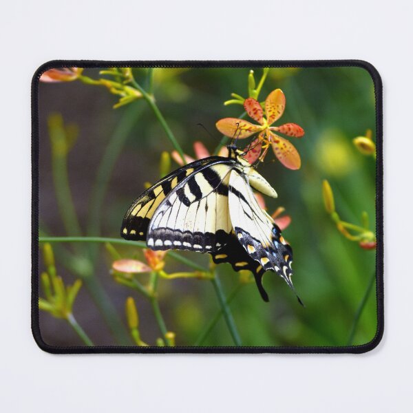 Item preview, Swallowtail Butterfly On A Blackberry Lily designed and sold by MercerImages.