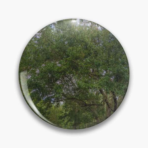 Artikelvorschau, Asphaltierter Weg führt Sie entlang üppiger grüner Vegetation im New Tampa Nature Park entworfen und verkauft von EyezWatchin.