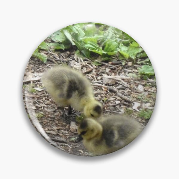 Item preview, Canadian goslings designed and sold by Larrysphotos.