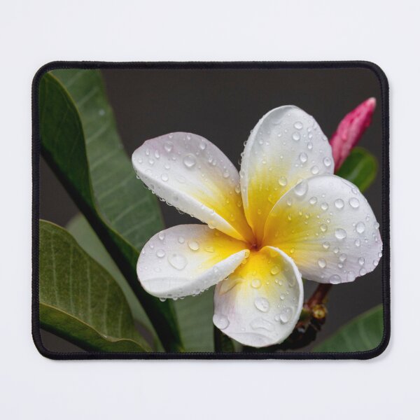 Item preview, After the Rain designed and sold by Aires Photography.