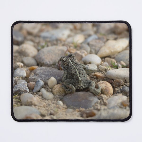 Item preview, Natterjack Toad designed and sold by Calidris Fotografie Steffi & Ben Köppler.