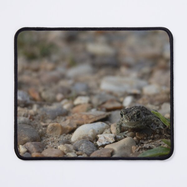 Item preview, Natterjack Toad designed and sold by Calidris Fotografie Steffi & Ben Köppler.