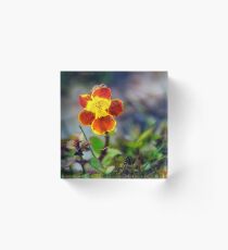 Blotched Monkey Flower Acrylic Block