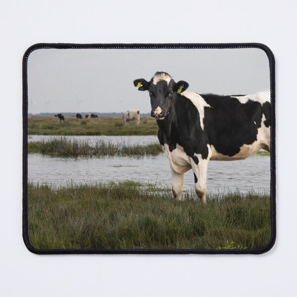 Item preview, Cow designed and sold by Calidris Fotografie Steffi & Ben Köppler.
