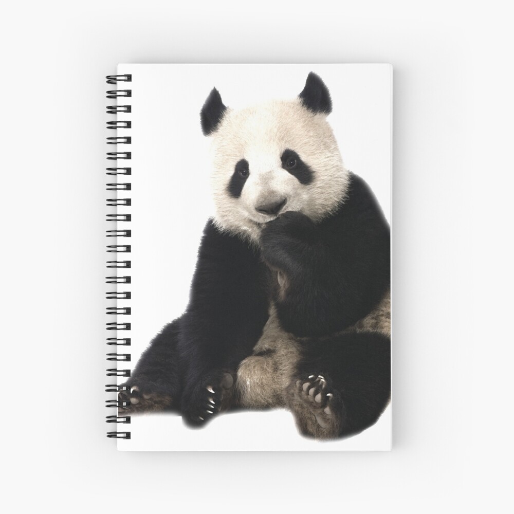 Panda Cute Little Panda Seating Real Animal Art Board Print By Fallenrevol Redbubble