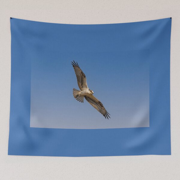 Item preview, Osprey On The Hunt designed and sold by Debra Martz.