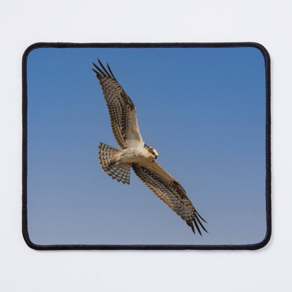 Item preview, Osprey On The Hunt designed and sold by Debra Martz.