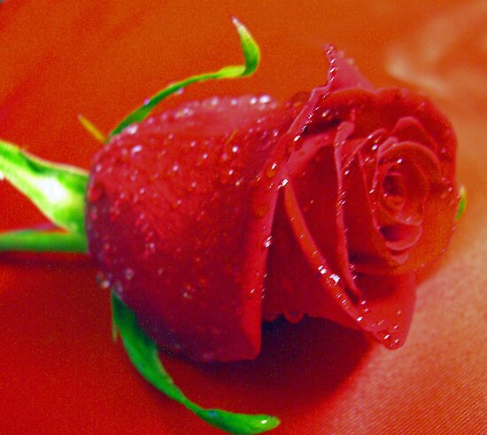 red rose