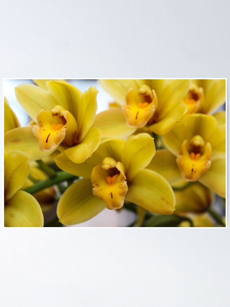Thumbnail 1 of 3, Poster, Yellow Orchids designed and sold by 2Canons.