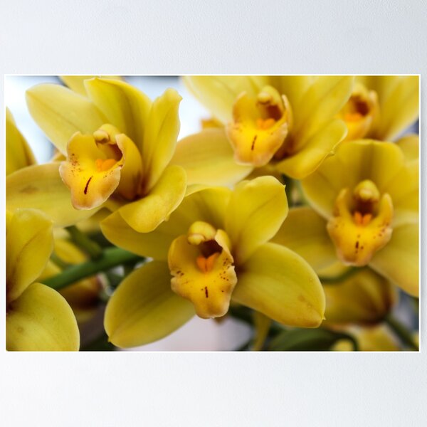 Item preview, Yellow Orchids designed and sold by 2Canons.
