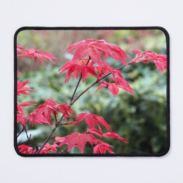 Item preview, Red Japanese Maple Leaves designed and sold by pinkal.