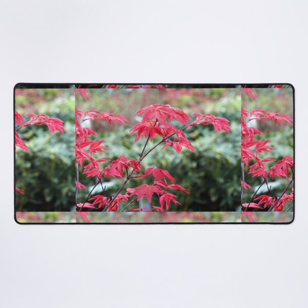 Item preview, Red Japanese Maple Leaves designed and sold by pinkal.