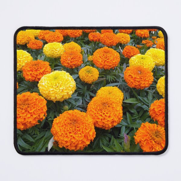 Item preview, Marigolds designed and sold by pinkal.