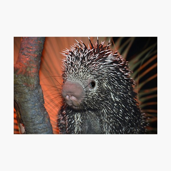 Item preview, Brazilian Porcupine designed and sold by Savannah Gibbs.