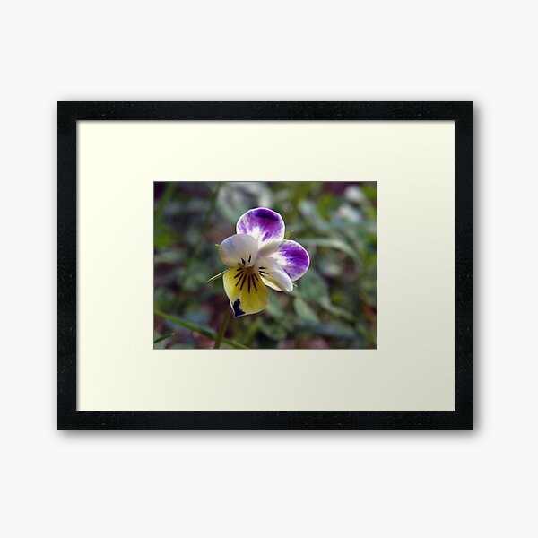 Teeny, Tiny, Perfect Violet Framed Art Print