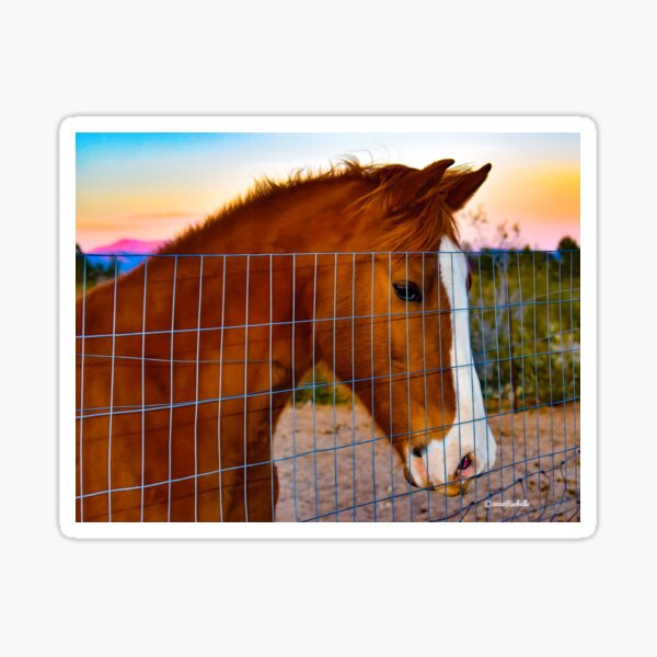 Aperçu de l'œuvre Superbe Quarter Horse à rayures blanches au coucher du soleil créée et vendue par Yogibear0009.