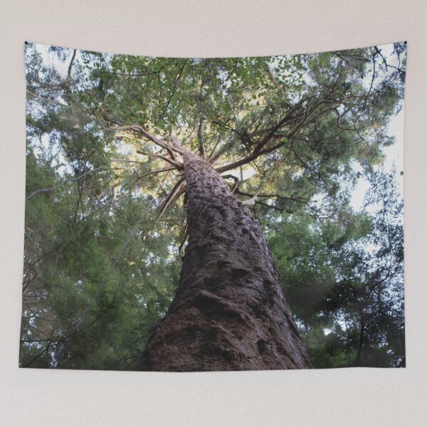 Item preview, Conifer Canopy designed and sold by DesignEvolved.