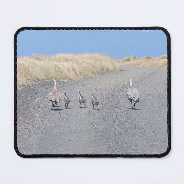 Item preview, Family of Cape Barren Geese  designed and sold by GaryParnell.