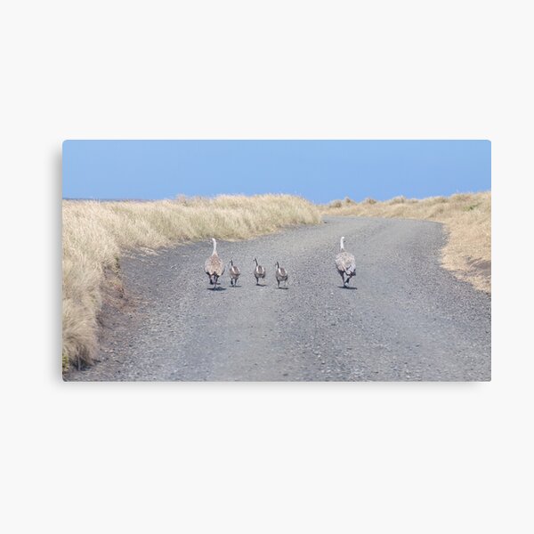 Item preview, Family of Cape Barren Geese  designed and sold by GaryParnell.