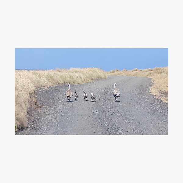 Item preview, Family of Cape Barren Geese  designed and sold by GaryParnell.