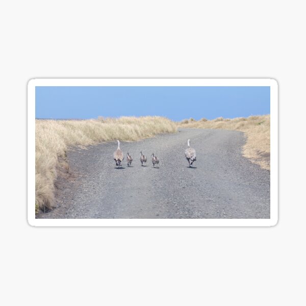 Item preview, Family of Cape Barren Geese  designed and sold by GaryParnell.
