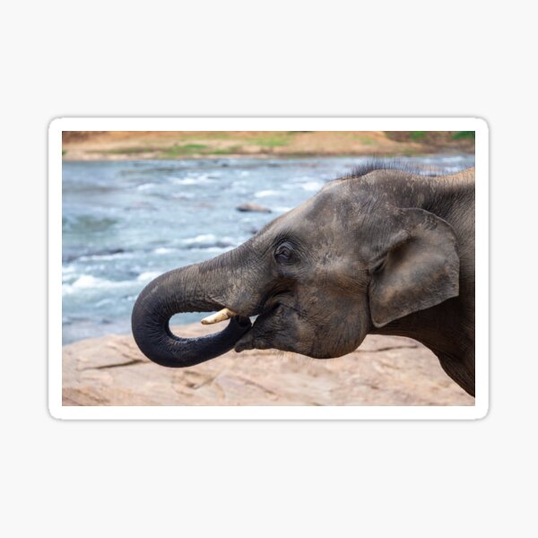 Elephant Close Up Sticker