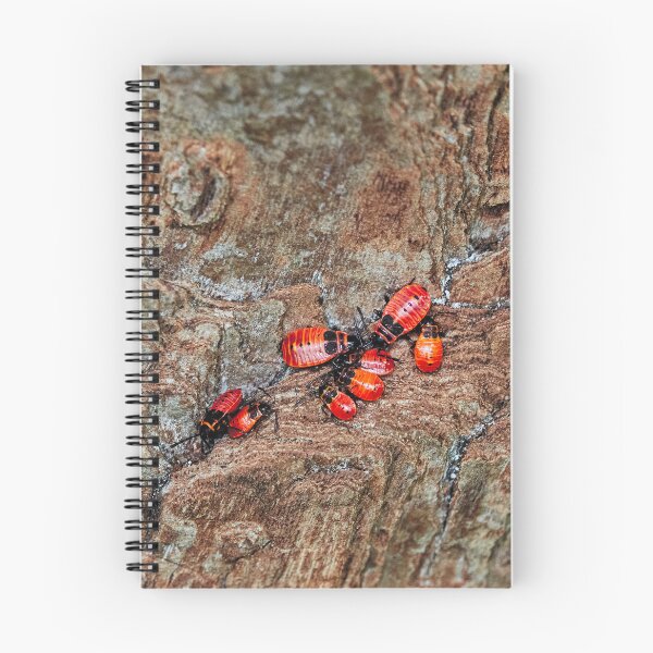 Item preview, Firebug designed and sold by Eidetic Photos.