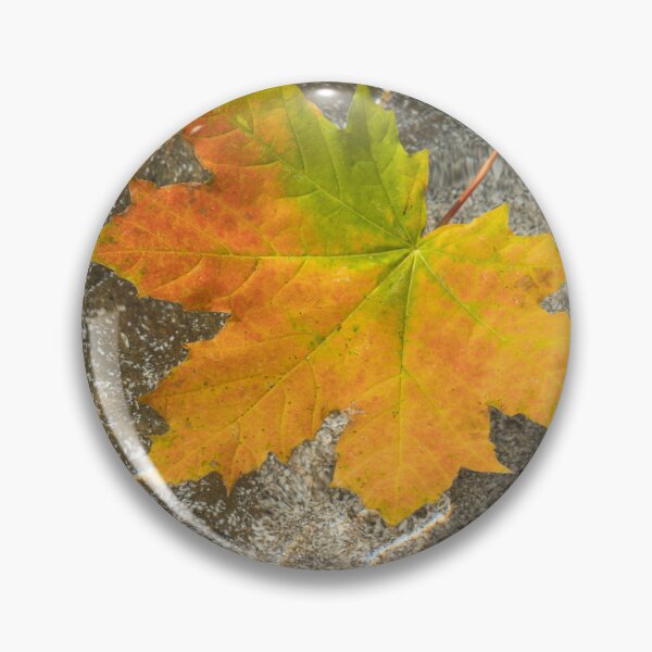 Item preview, Varicolored Maple Leaf Floating in Clear Water designed and sold by Georgia Mizuleva.