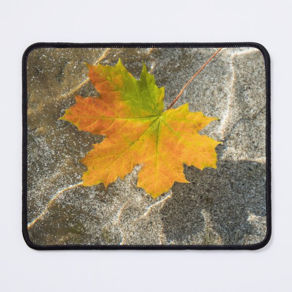 Item preview, Varicolored Maple Leaf Floating in Clear Water designed and sold by Georgia Mizuleva.