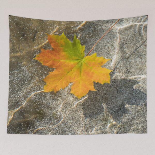Item preview, Varicolored Maple Leaf Floating in Clear Water designed and sold by Georgia Mizuleva.
